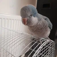 طوطی راهب شیطوون|پرنده|اندیشه, شهرک المهدی|دیوار