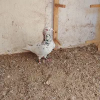 درود خدمت تمام عشق بازان عزیز|پرنده|سبزوار, قصبه شرقی|دیوار