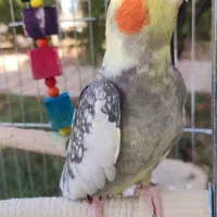 یک جفت طوطی عروس