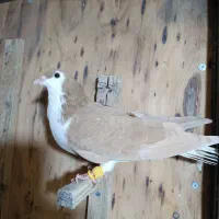 چادری ماده
