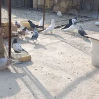 کبوتر|پرنده|میبد, |دیوار