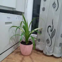 گل طبیعی پاندانوس|گل مصنوعی|کرج, بنیاد|دیوار