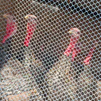 فروش بوقلمون نر