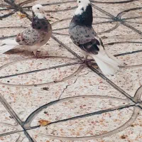 کفتر کبوتر شمرونی دولابی ابلغ هما تیکه پاره|پرنده|تهران, اتابک|دیوار