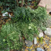 خریدار برگ سیکاس|خدمات باغبانی و درختکاری|تنکابن, |دیوار