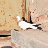 کبوتر|پرنده|تبریز, |دیوار