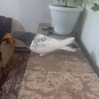 کبوتر تهرانی