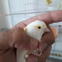 قناری ماده موزاییکی|پرنده|پارس‌آباد, |دیوار