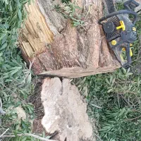 بریدنه درخت و نخل