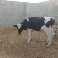 حیوانات مزرعه