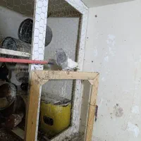 کفتر کله الماسی|پرنده|قیروکارزین, |دیوار