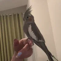 گمشده|پرنده|تنکابن, |دیوار