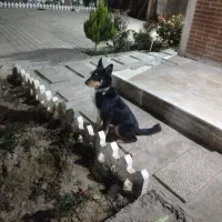 واگذاری سگ کلپی استرالیایی