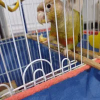 طوطی گرینچیک رودان