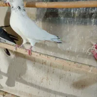 کفتر پرشی .|پرنده|آران و بیدگل, |دیوار