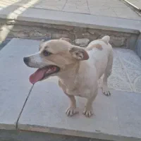 واگذاری جک راسل|سگ|اصفهان, بهارستان|دیوار