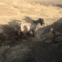 بز کوردی آبستن