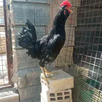 خروس گلین مشکی|حیوانات مزرعه|برخوار, |دیوار