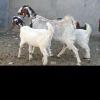 بزپاکستانی خوشکل جوان زاییده چندقلوزا نسل پرشیر