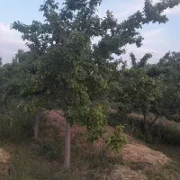 باغ-آلو