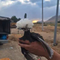 جوجه مینیاتور