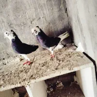 کبوتر سیاه جفت شازده کله زرد