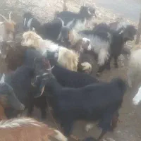 بزغاله نر و ماده|حیوانات مزرعه|دورود, |دیوار