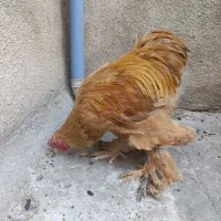 دو عدد خروس برهما|حیوانات مزرعه|تهران, پردیسان|دیوار