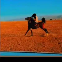 مادیان دره شور درجه یک|اسب و تجهیزات اسبسواری|نهاوند, |دیوار