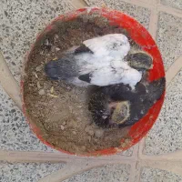 کبوتر|پرنده|حبیب آباد, |دیوار