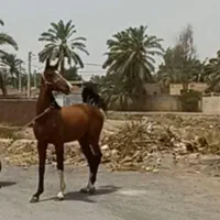 اسب درهشوری نریان مدرک دار