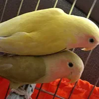 معاوضه میکنم با دو جفت عروس هلندی