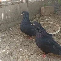 زاغ آبادانی کاکل
