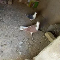 کبوتر|پرنده|زرند, |دیوار