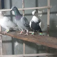 کبوتر پرشی|پرنده|فردیس, فردیس|دیوار