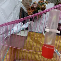 مرغ عشق بالغ|پرنده|داراب, |دیوار