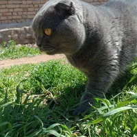 گربه اسکاتیش دبل فولد بلو (نر) جهت جفتگیری