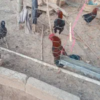 مرغ‌خروس‌محلی