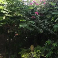 دو عدد سگ پیدا کردم