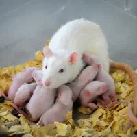 تامین موش آزمایشگاهی/ رت ویستار فیدر