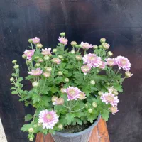 گلهای داوودی|گل و گیاه طبیعی|گرگان, |دیوار