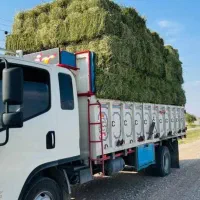 یونجه .خوراک دام.ذرت چاپر