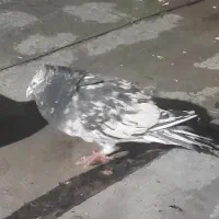 کبوتر سرورنر