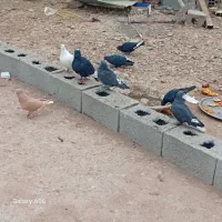 کفتر همه باهم دونه ای200