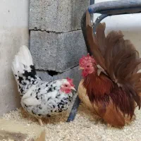 مرغ خروس چاپنیز