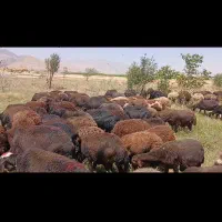 میش|حیوانات مزرعه|بروجرد, |دیوار