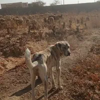 واگذاری توله خراسانی|سگ|کاشمر, |دیوار