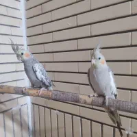 عروس هلندی فروشی