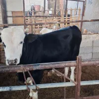 گوساله برای قربان