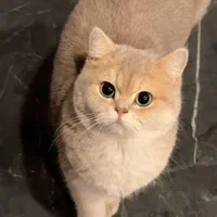 گربه اصیل و بغلی خونگی